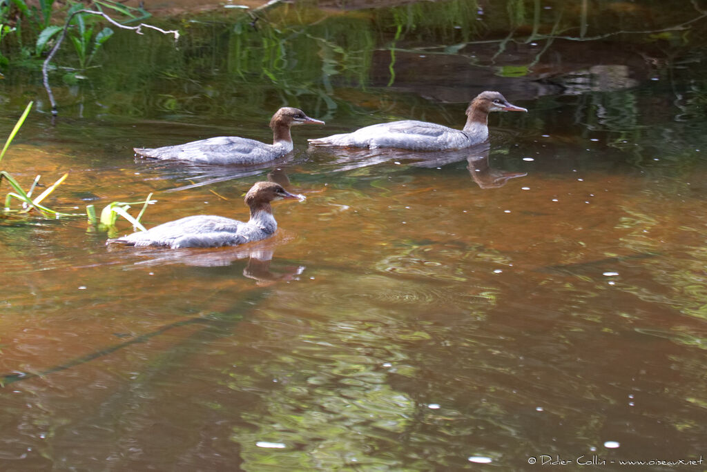 Common Merganser