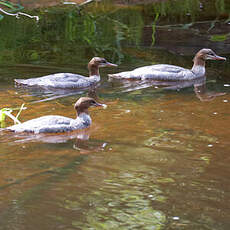 Common Merganser