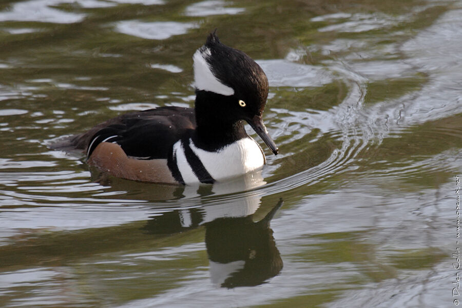 Hooded Merganser male adult, identification