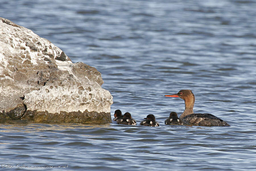 Red-breasted Merganser, Reproduction-nesting