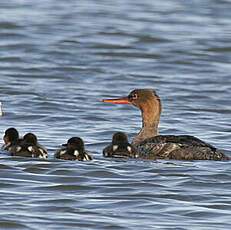 Red-breasted Merganser