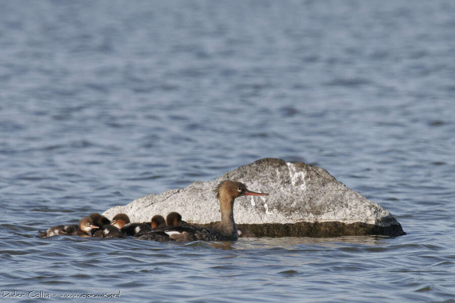 Red-breasted Merganser, Reproduction-nesting