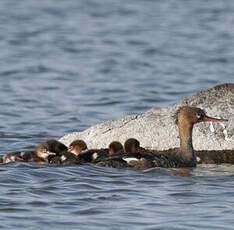 Red-breasted Merganser