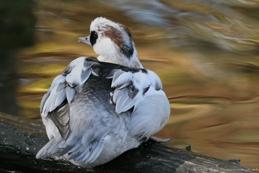 Smew