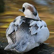 Smew