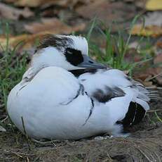 Smew