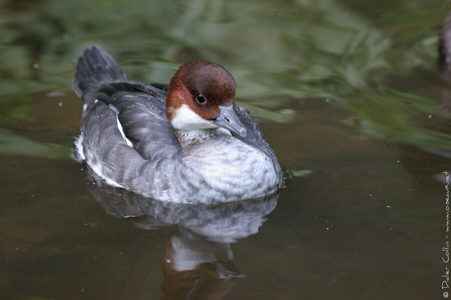 Smew