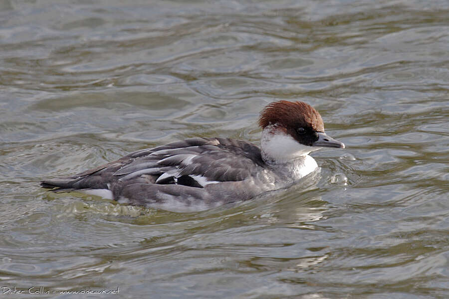 Smew female adult breeding, identification