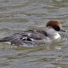 Smew