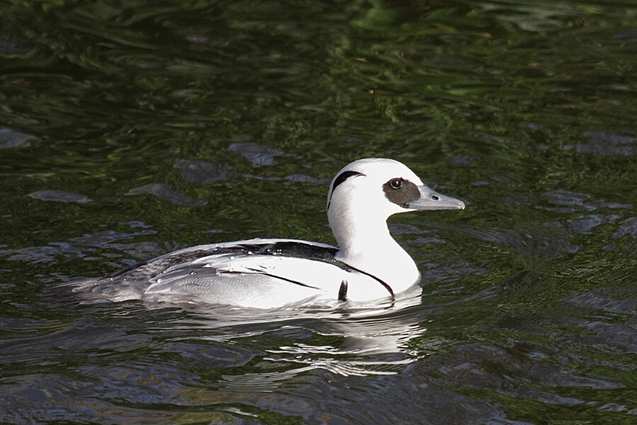 Smew male adult