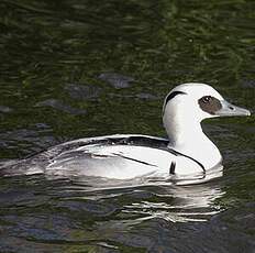 Smew