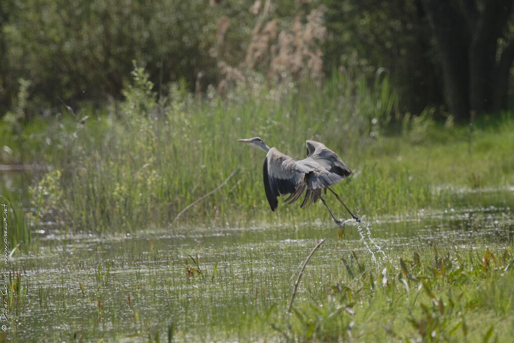 Grey Heron