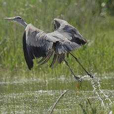 Grey Heron