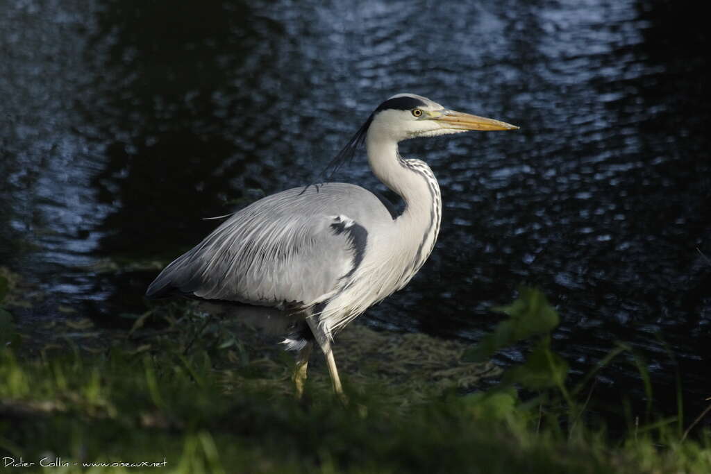 Grey Heronadult, identification