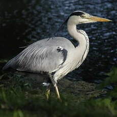 Grey Heron