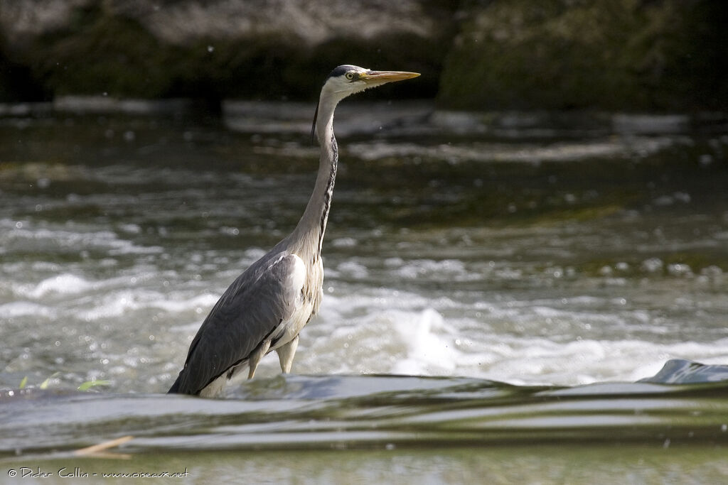 Grey Heronadult, identification