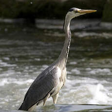 Grey Heron