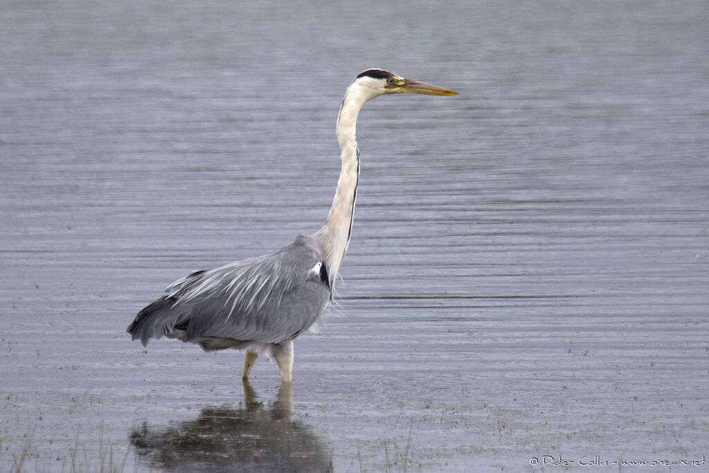 Grey Heronadult