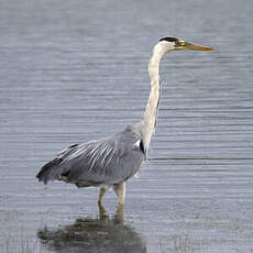 Grey Heron