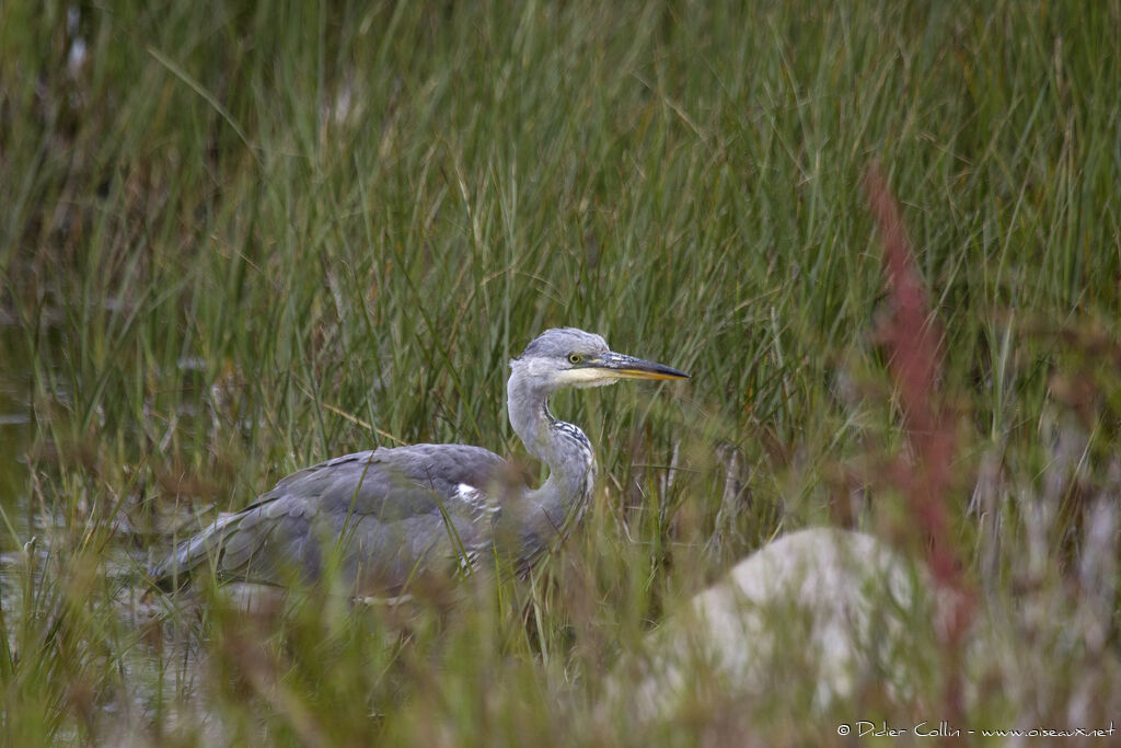 Grey HeronFirst year