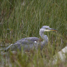 Grey Heron