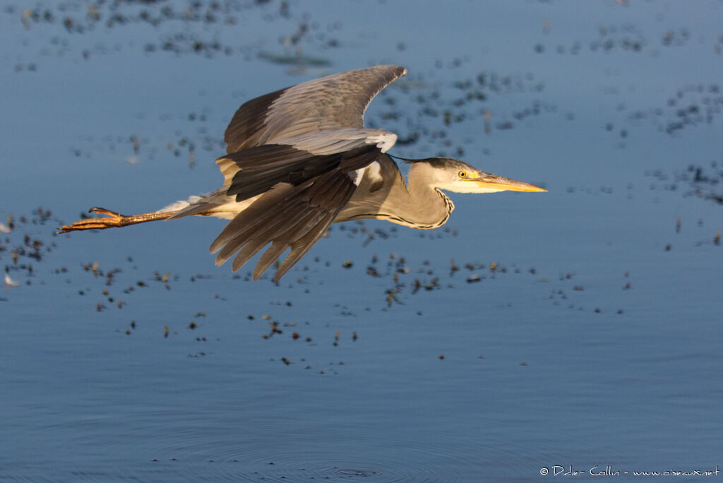 Grey Heronadult, Flight