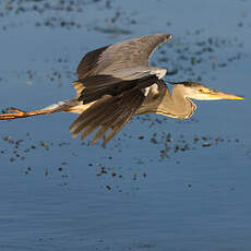 Grey Heron