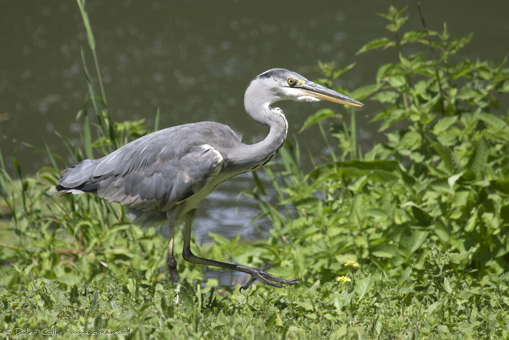 Grey Heronimmature