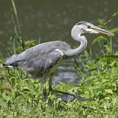 Grey Heron