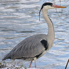 Grey Heron