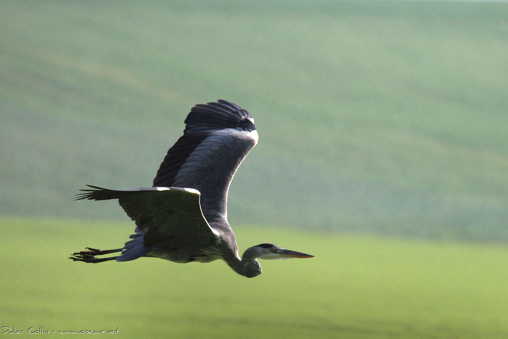 Grey Heronadult, Flight