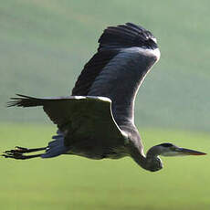 Grey Heron