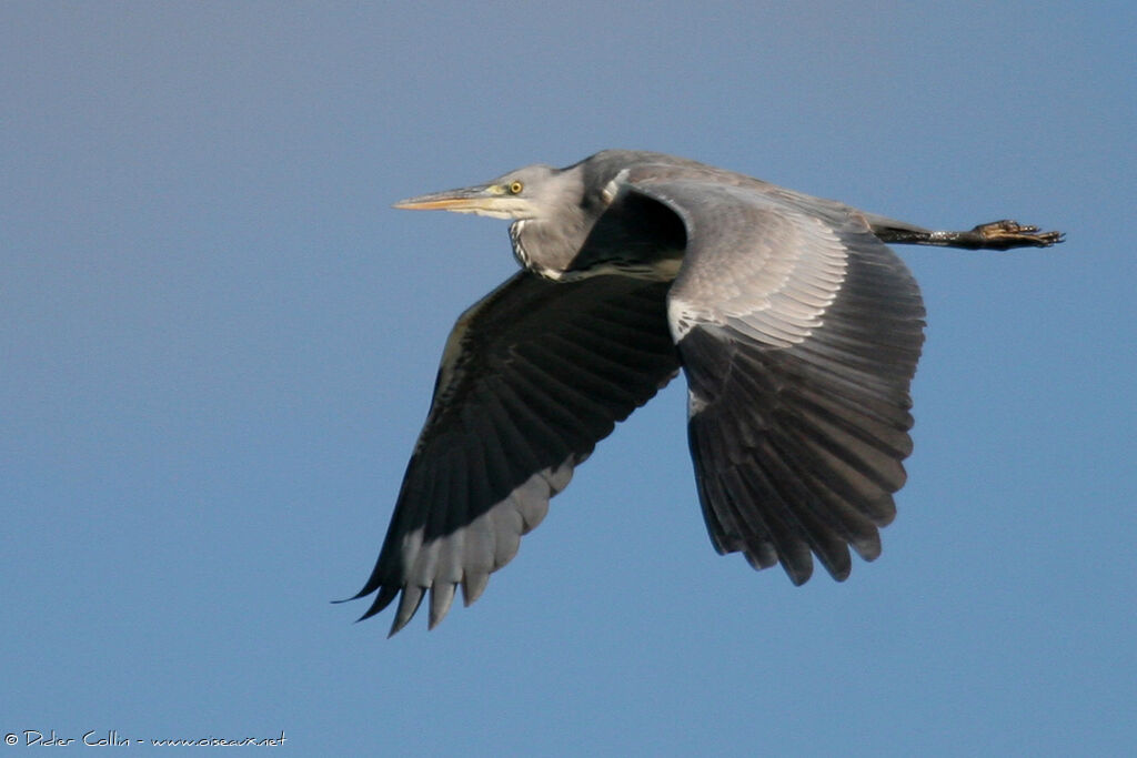 Grey HeronFirst year, Flight