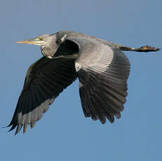 Grey Heron