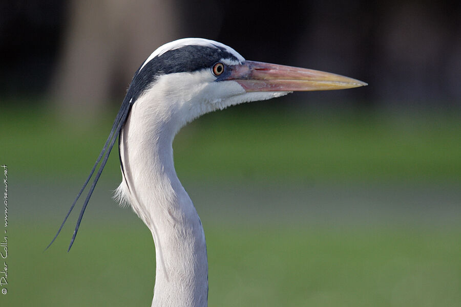 Grey Heronadult