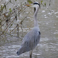 Grey Heron