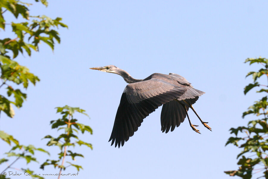 Grey Heron