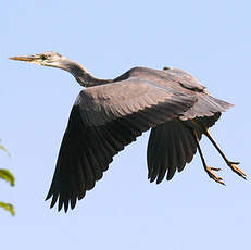 Grey Heron