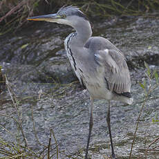 Grey Heron