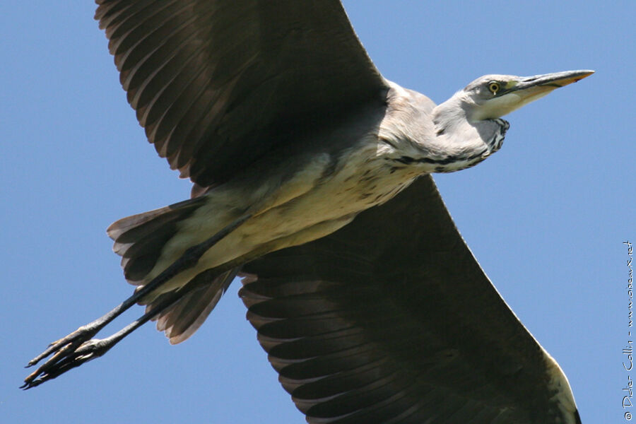 Grey Heron