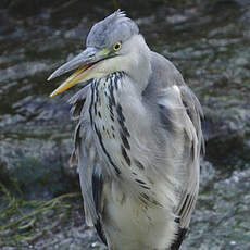 Grey Heron