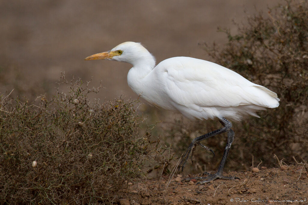 Western Cattle Egretadult, identification