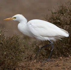 Western Cattle Egret