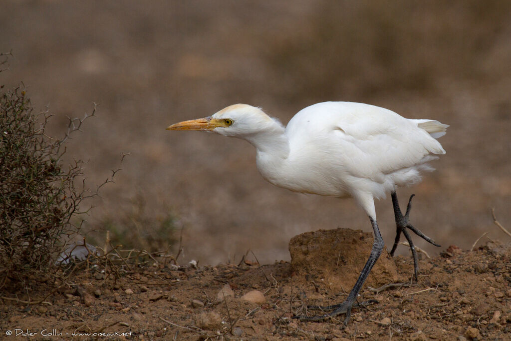 Western Cattle Egretadult, identification