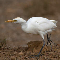 Western Cattle Egret