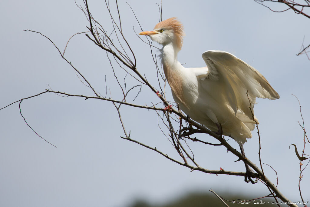 Western Cattle Egretadult breeding, Behaviour