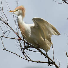 Western Cattle Egret