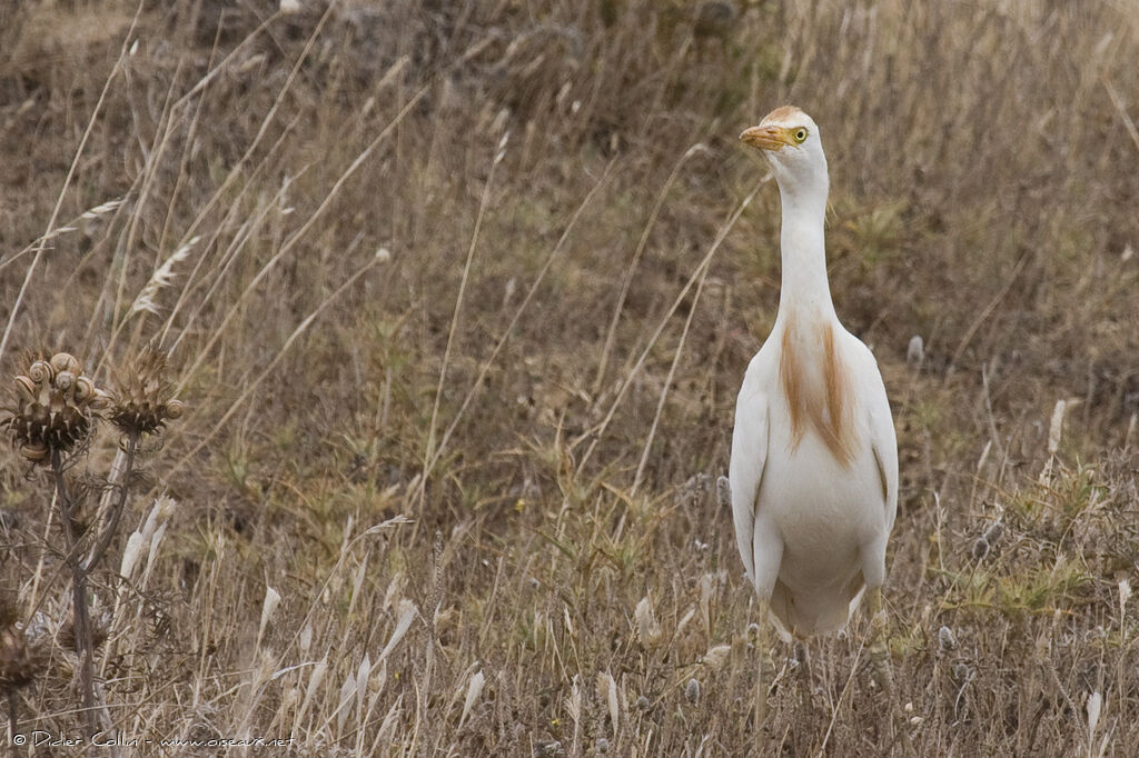 Western Cattle Egret