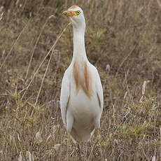 Western Cattle Egret