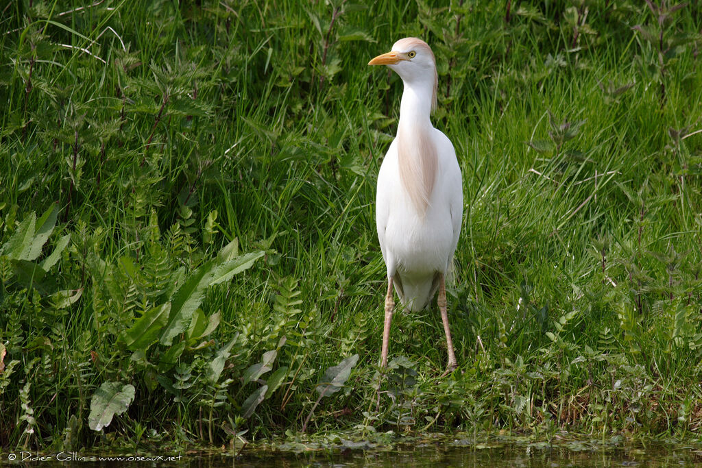 Western Cattle Egret